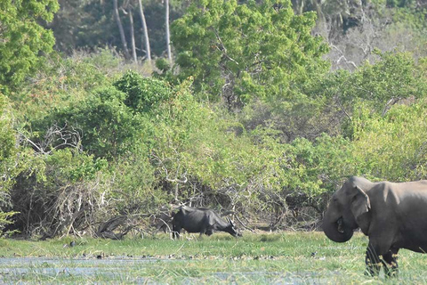 From Ella:Ravana Falls / Diyaluma Falls / Yala National Park