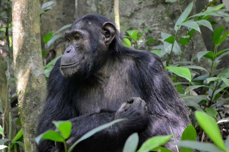 Safári de 9 dias em Masai Mara, L . Nakuru e Gorila, Safári com Chimpanzés