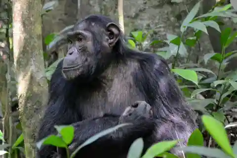 9-Day Kenya & Uganda Safari: Masai Mara, Gorilla& Chimpanzee