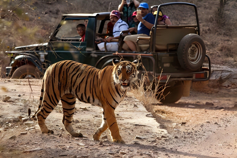 Z Jaipur: 2 dni Ranthambore Tiger Safari Tour samochodemZdobądź 5-gwiazdkowy hotel, samochód, kierowcę, przewodnika, 2 safari i pełny posiłek