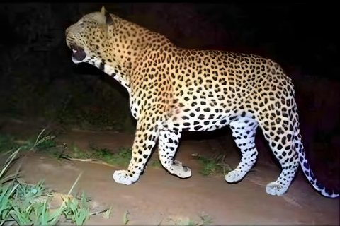 贾瓦伊：猎豹巡游与野生动物探秘之旅贾瓦伊：豹猎游与野生动物体验