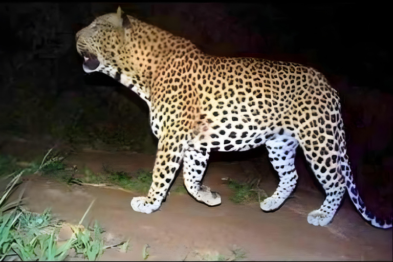 贾瓦伊：猎豹巡游与野生动物探秘之旅贾瓦伊：豹猎游与野生动物体验