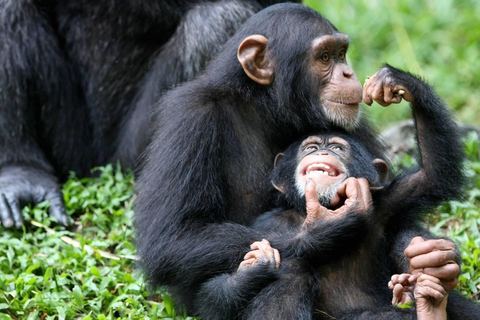 Bwindi: 3-Day Gorilla Trekking & Lake Mutanda Experience