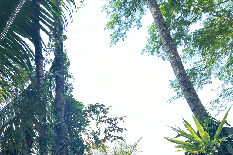 巴厘岛：隐秘的乌布寺庙、梯田和丛林秋千