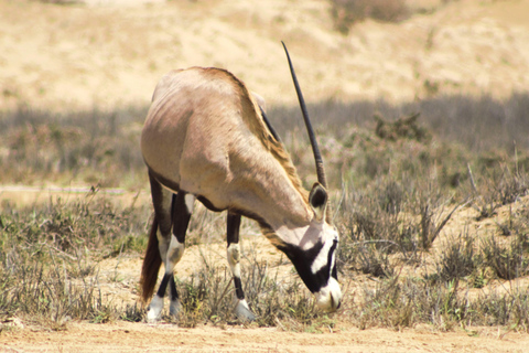 Sandwich Harbor: tour in 4x4 dove il mare incontra le duneSandwich Harbor: 4x4 Tour Where the See and Dunes Meet