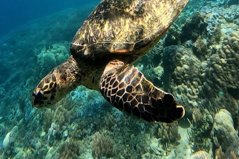 Schnorcheln auf Gili Nanggu, Tangkong, Sudak und Kedis