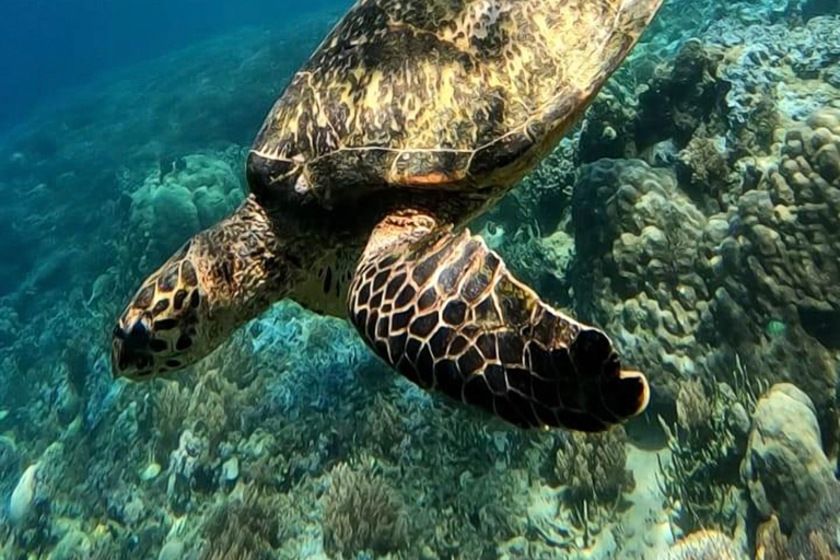 Schnorcheln auf Gili Nanggu, Tangkong, Sudak und Kedis