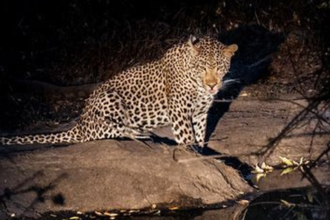 Pilanesberg: Night Safari Tour with Guide