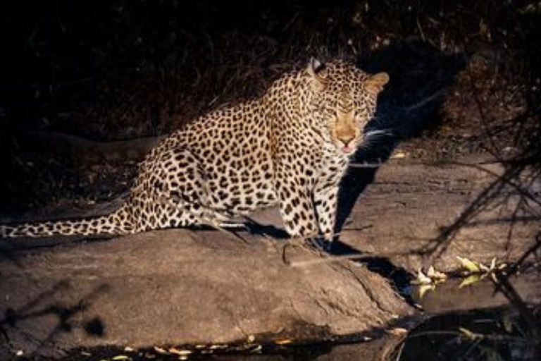 Pilanesberg: Night Safari Tour with Guide