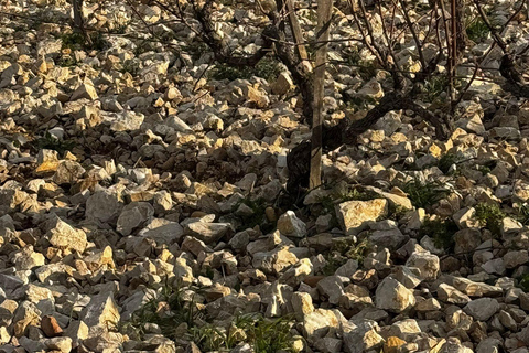 Châteauneuf-du-Pape: Full-day wine tour with sommelier