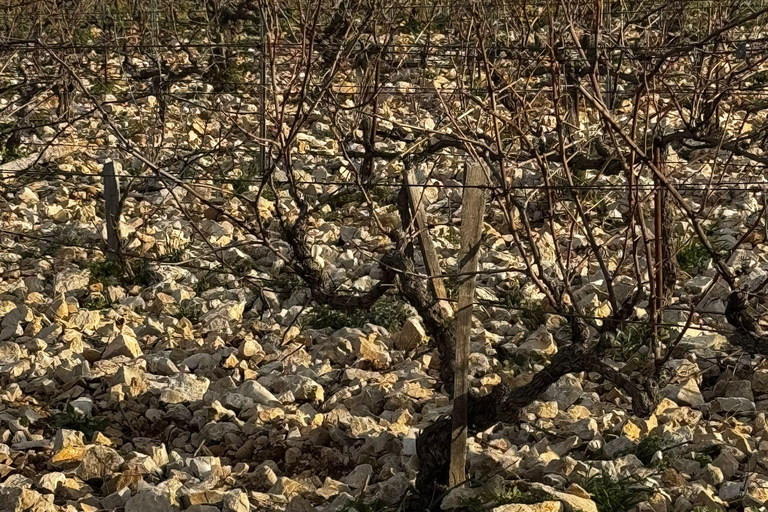 Châteauneuf-du-Pape: Full-day wine tour with sommelier