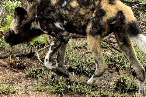 5 jours et 4 nuits de safari à Madikwe et Pilanersbeg