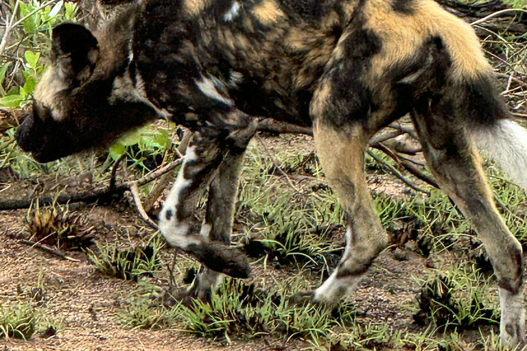 Safari de 5 días y 4 noches en Madikwe y Pilanersbeg