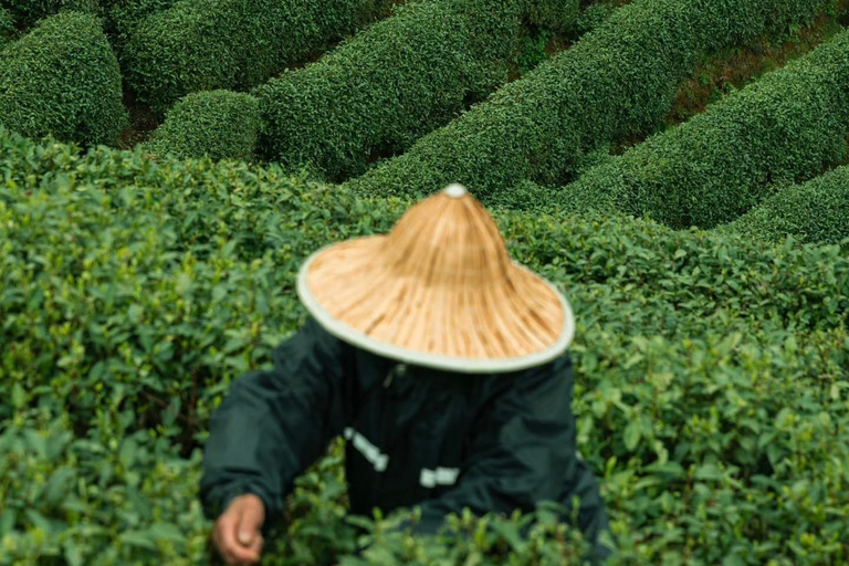 من هانغتشو: قرية لونغوو للشاي، جولة في بلدة لونغمن والسدGuide for other languages