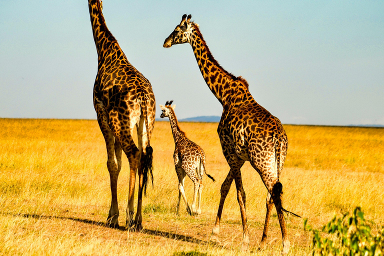 Nairobi: 3 Day Maasai Mara Group Safari With Overnight Camp 3-Day Maasai Mara Group-Joining Safari by Pop-Up Roof Van