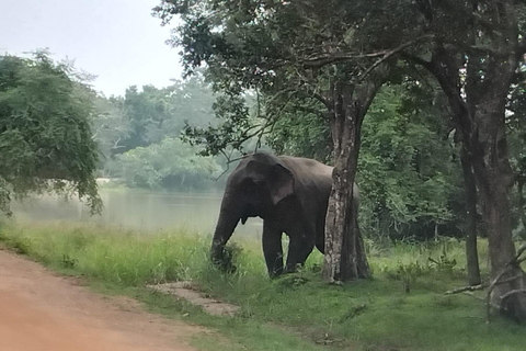 Wilpattu National Park: Half-Day Safari with Meals & Pickup Evening Safari with Meals (From Wilpattu Area)