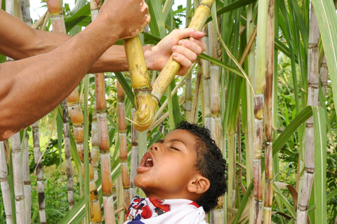 Bayahibe/Romana Buggy Adventure-Caves, Beaches, and Pure Fun