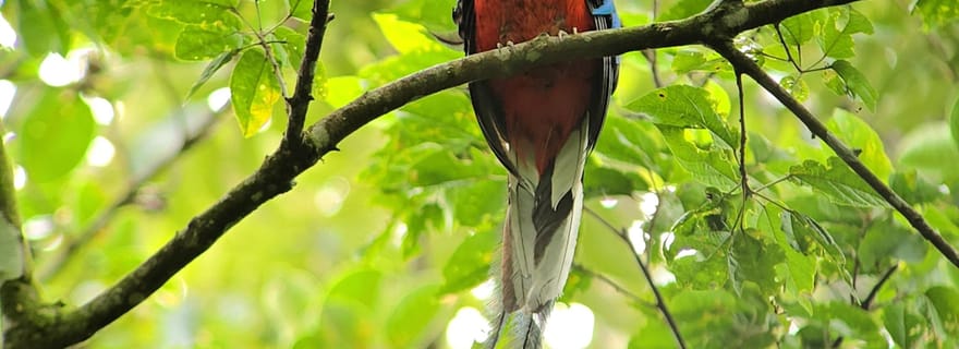 Visite des ponts suspendus de la forêt de nuages de Monteverde