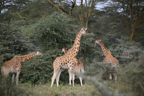 Nairobi: Lake Nakuru National Park and Lake Naivasha Tour