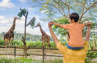 Singapur: Eintrittskarte für den Zoo, Straßenbahnfahrt und Hoteltransfer