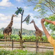 Singapore: Zoo Entry Ticket, Tram Ride, and Hotel Transfer