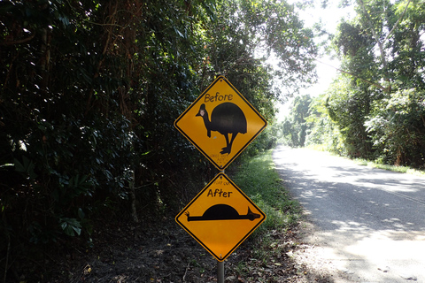 Cape Tribulation: Daintree, Mossman Gorge i Port Douglas...