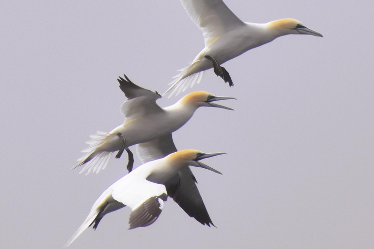 New: Into the Wild - 3H w/Marine Biologists - dolphins &more