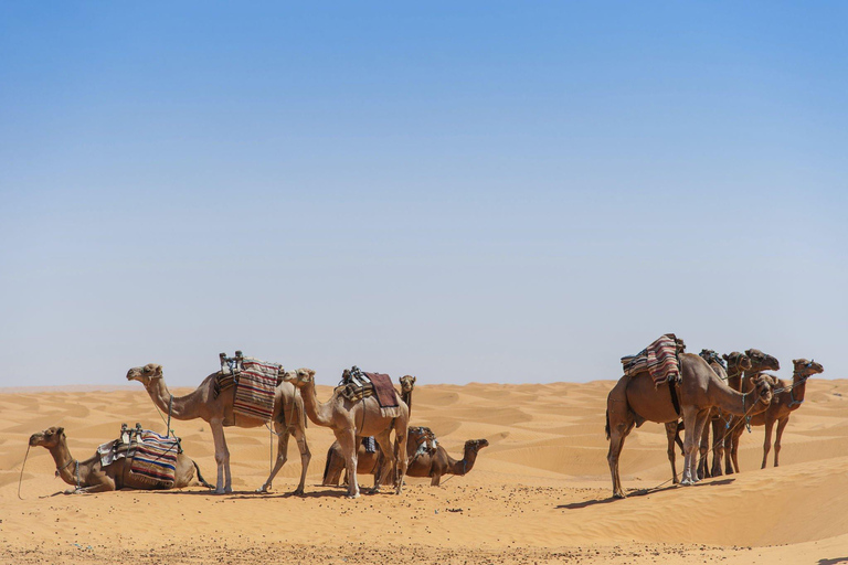 Desde Agadir: Paseo en Camello y Excursión a los Flamencos