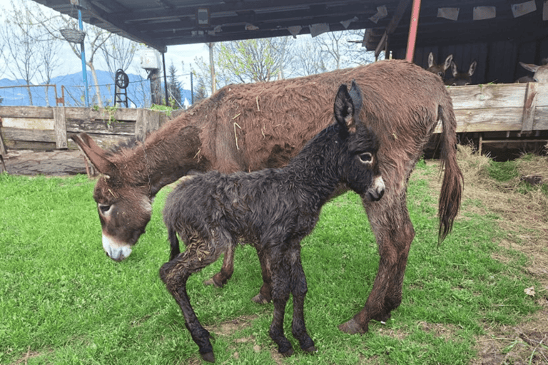 From Budva: Tour of Donkey Farm