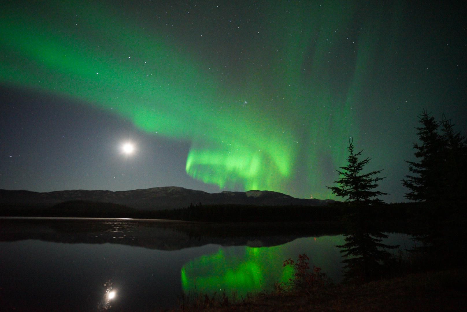 4-tägige Nordlichter- und Wildtier-Tour in Whitehorse