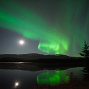 Whitehorse 4-Day Northern Lights and Wildlife Tour