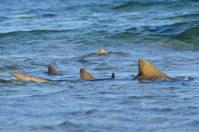 Salt Pans & Lemon Sharks Experience