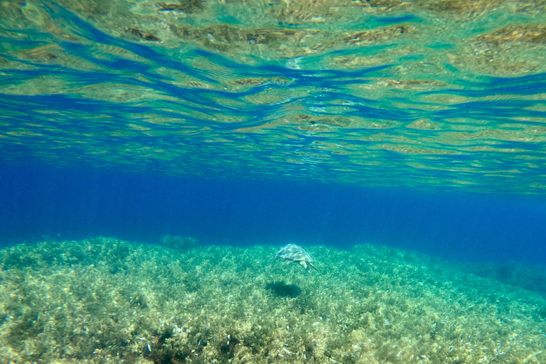 Paphos: snorkeltour met gids naar zeeschildpaddenPaphos: snorkelen met zeeschildpadden met gids