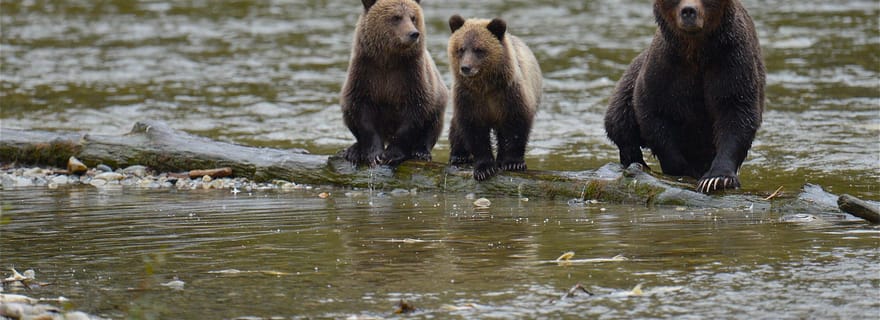 Campbell River : Excursion et promenade en bateau pour observer les grizzlis à Bute Inlet