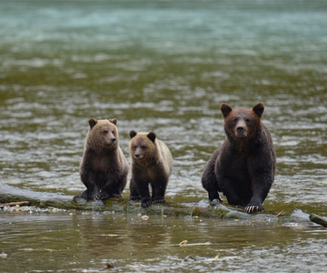 Campbell River: Bute Inlet Grizzly-Watching Tour & Boat Ride