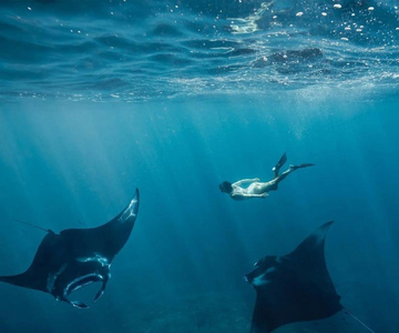 Da Bali: Tour di un giorno intero di Nusa Penida occidentale e snorkeling