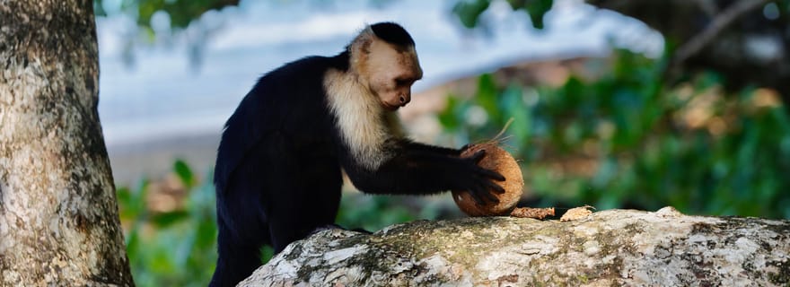 Parc national de Cahuita+Strand et jardin tropical de Maratopia