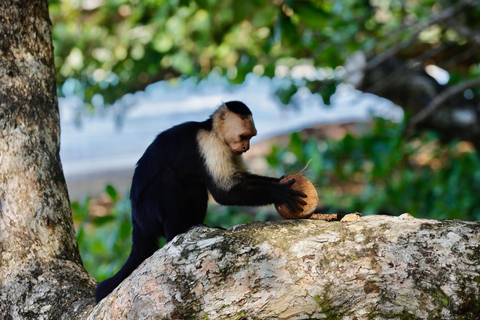 Parco nazionale di Cahuita e giardino tropicale di Maratopia