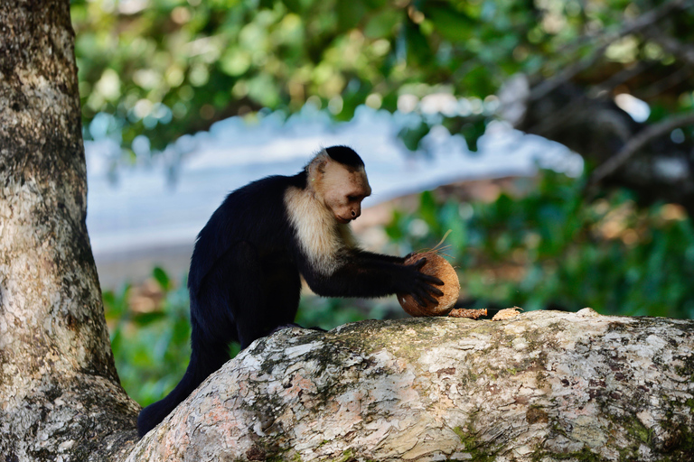 Parc national de Cahuita et jardin tropical de Maratopia