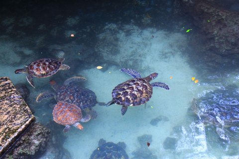 Joazani-bos en Salam-grot met entreegeld