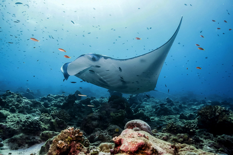 Ab Bali: Schwimmen mit Mantarochen auf Nusa Penida