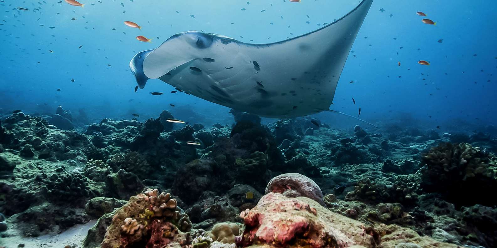 Bali: Swim with Manta Rays in Penida, Optional Lunch & Kayak