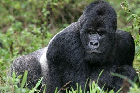 Uganda: trekking di 3 giorni con i gorilla