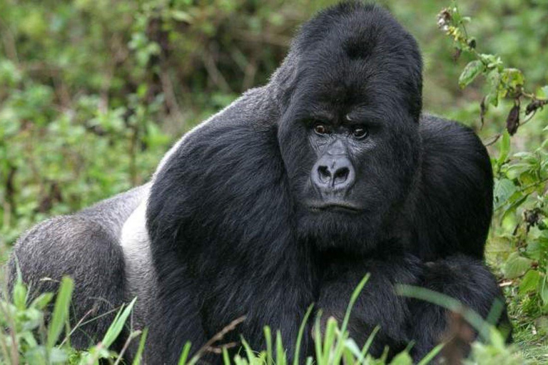 Uganda: 3-tägige Gorilla Trekking Safari