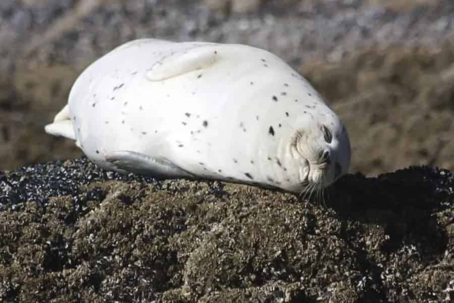 Brookings: Chetco River Kajak Tour. Foto: GetYourGuide Brookings: Chetco River Kajak Tour. Foto: GetYourGuide