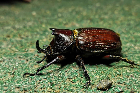 Monteverde : Visite nocturne partagée au Costa Rica