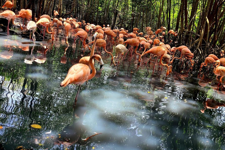 CARTAGENA: EXCURSION Baru + Aviary (entrance fee not included) + lunch