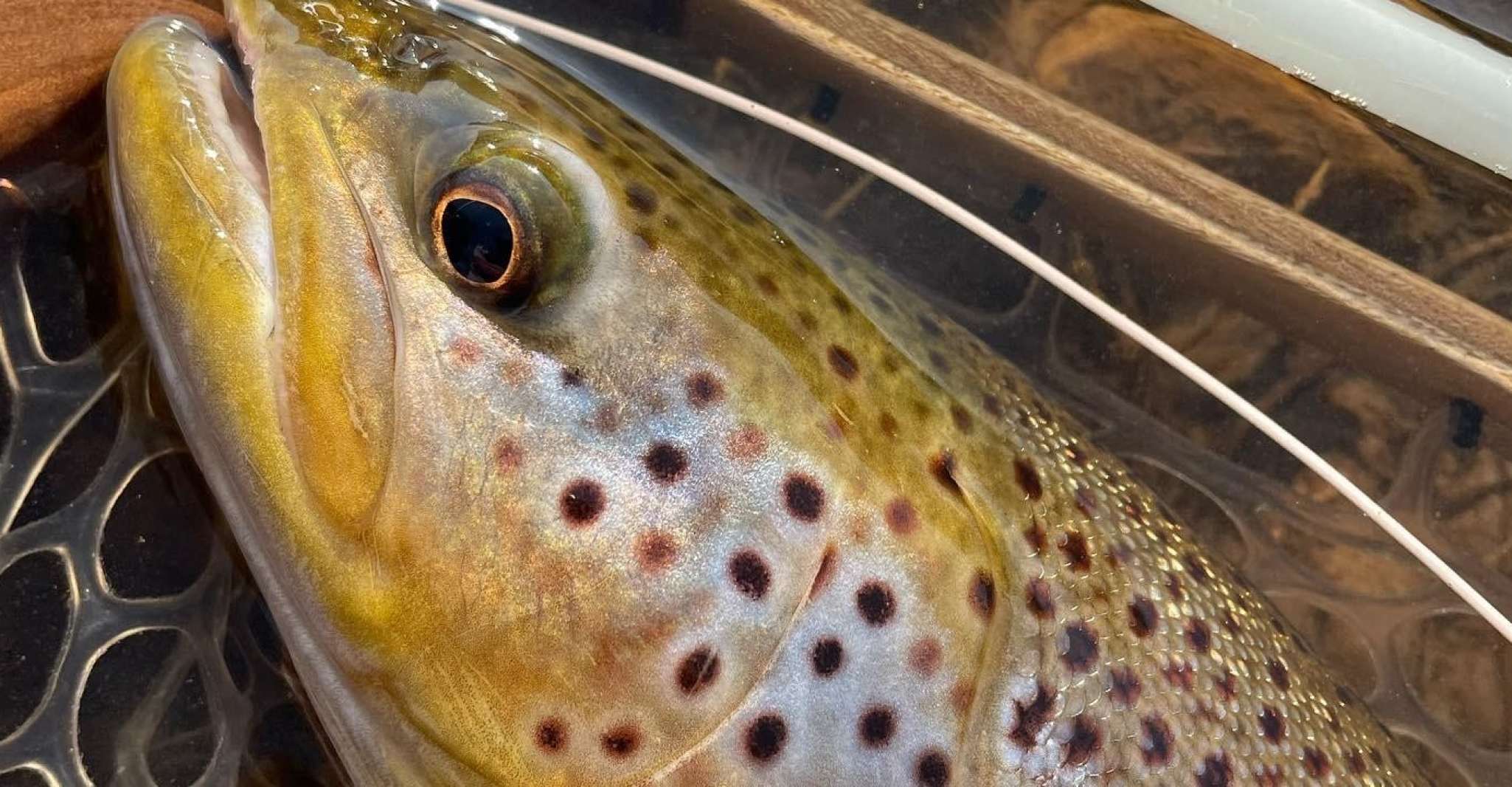 Freestone Guiding, Guided flyfishing for wild brown trout - Housity