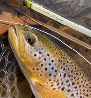 Freestone Guiding, Guided flyfishing for wild brown trout - Housity