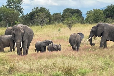 SAFARI WILDLIFE FROM ZANZIBAR TO MIKUMI 3 DAYS 2 NIGTHS